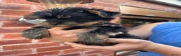 Yorkshire Terrier dogs for sale: Beautiful KC Registered Yorkshire Terriers in Manchester - Advert 8