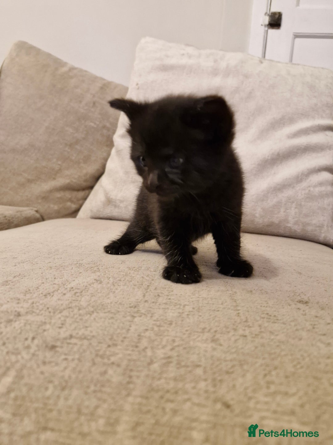 Domestic Shorthair cats for sale: Domestic shorthair/medium hair kittens - Image 4
