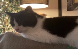 Mixed Breed cats for adoption: Pete needs a forever home!  - Image 7