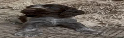 Cocker Spaniel dogs for sale: Gorgeous 100% show type cocker spaniel puppies - Advert 4