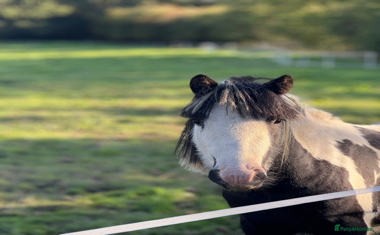 Irish Cob horses - Advert 1