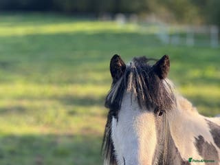 Irish Cob horses Piebald gelding for sale - Advert 9