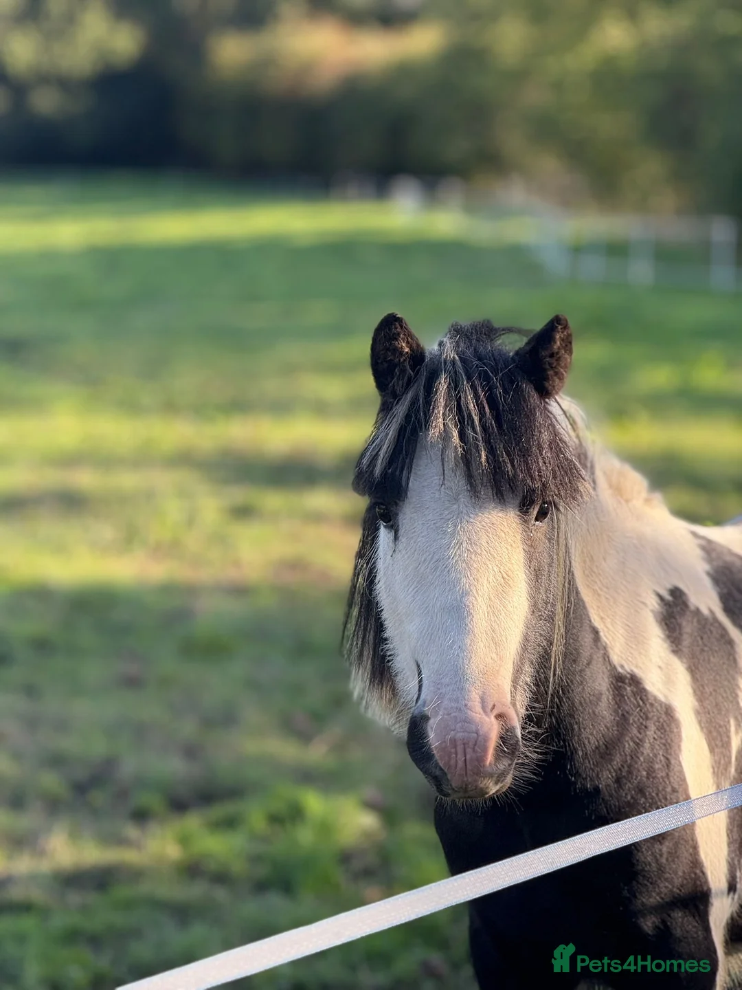 Irish Cob horses for sale: Piebald gelding for sale - Advert 1