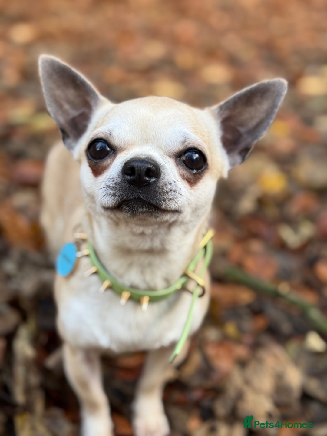 Chihuahua dogs for stud: KC Registered & Health Tested Chihuahua STUD  in Redhill - Image 3