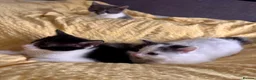 Mixed Breed cats for sale: Kittens for sale  - Advert 10