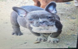 American Bully dogs for sale: Exotic American bully pups blood lines of bitcoin  - Image 22