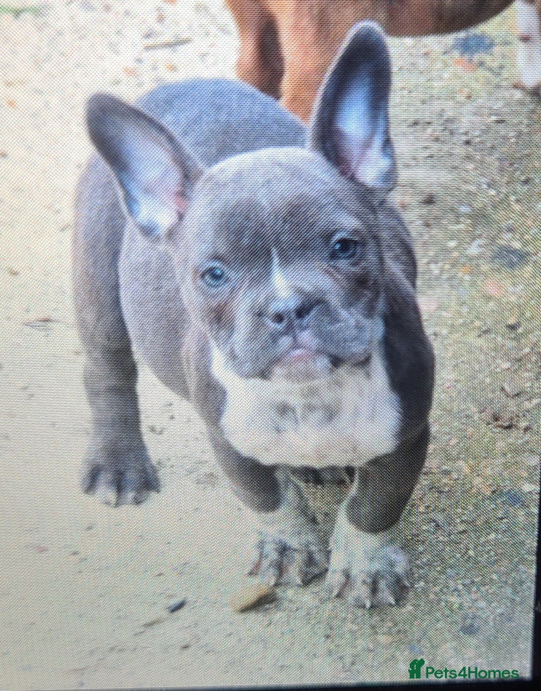 American Bully dogs for sale: Exotic American bully pups blood lines of bitcoin  - Image 22