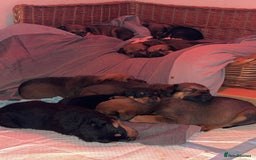Mixed Breed dogs for sale: Stunning Rottweiler cross Belgian malinois  - Image 15