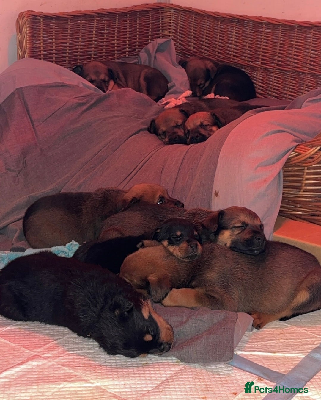 Mixed Breed dogs for sale: Stunning Rottweiler cross Belgian malinois  - Image 15