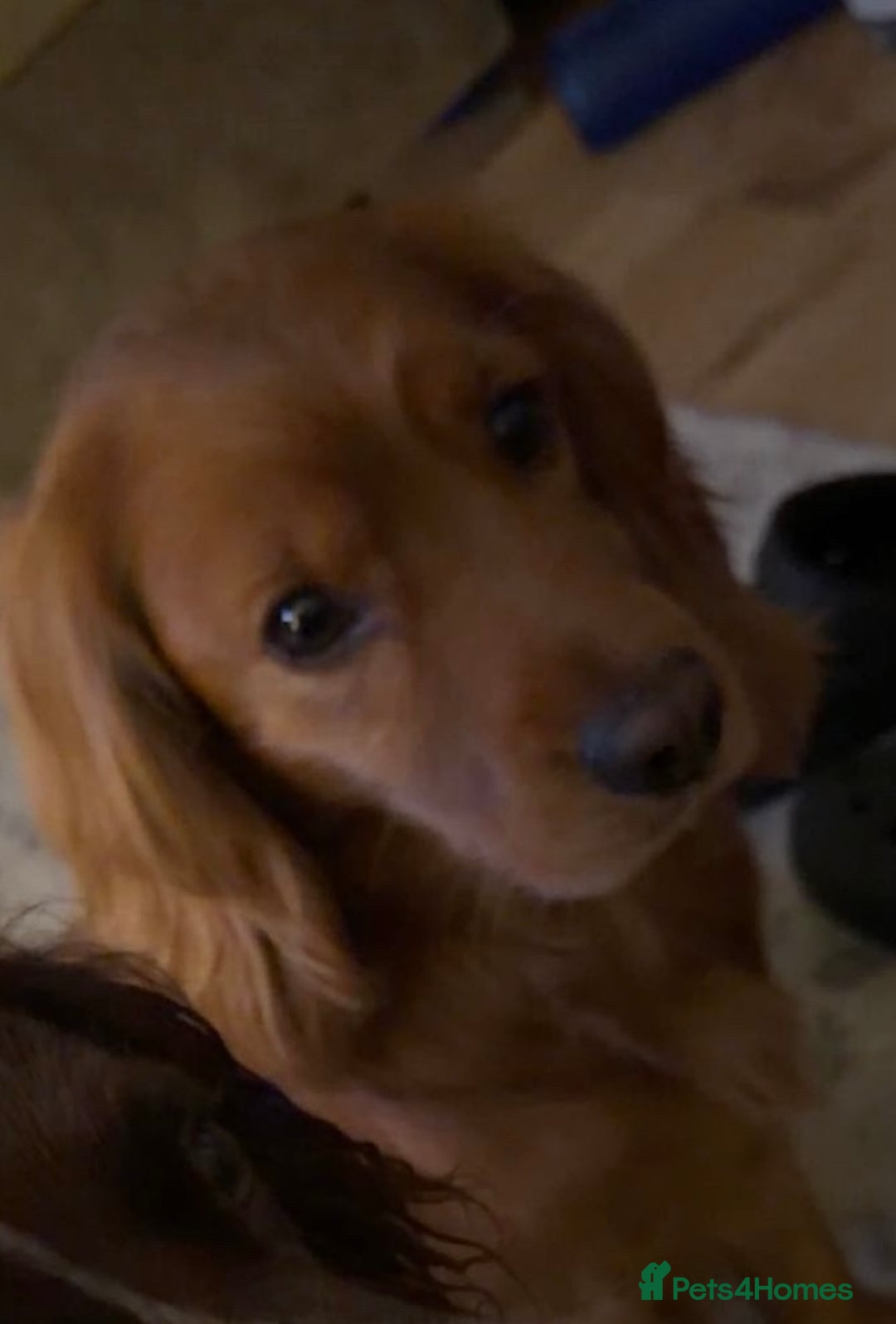 Cocker Spaniel dogs for sale: Cocker spaniel  - Advert 3