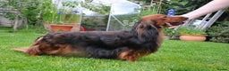 Dachshund dogs for stud: Miniature Long Haired Dachshund PRA 1 Clear KC reg in Peterborough - Advert 5