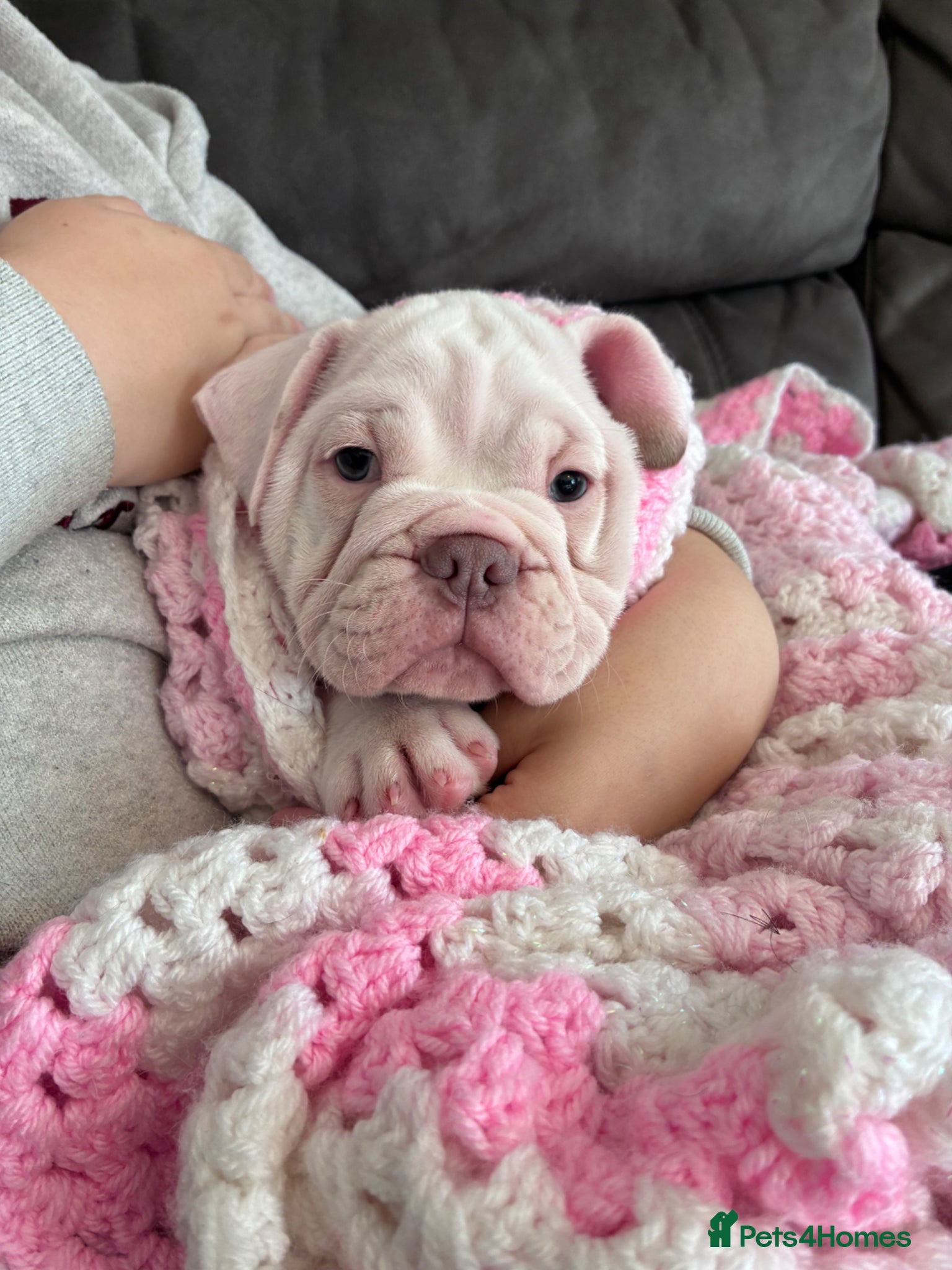 Mixed Breed dogs Olde English bulldog cross puppies - Advert 10