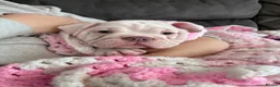 Mixed Breed dogs for sale: Olde English bulldog cross puppies - Advert 1
