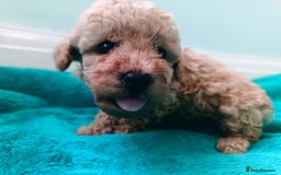 Toy Poodle dogs for sale: toy poodles from k.c.registered DNA tested parents - Image 12
