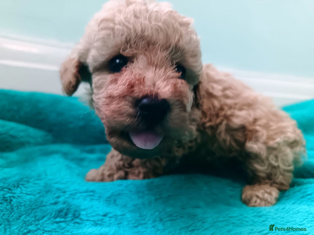 Toy Poodle dogs for sale: toy poodles from k.c.registered DNA tested parents - Image 12