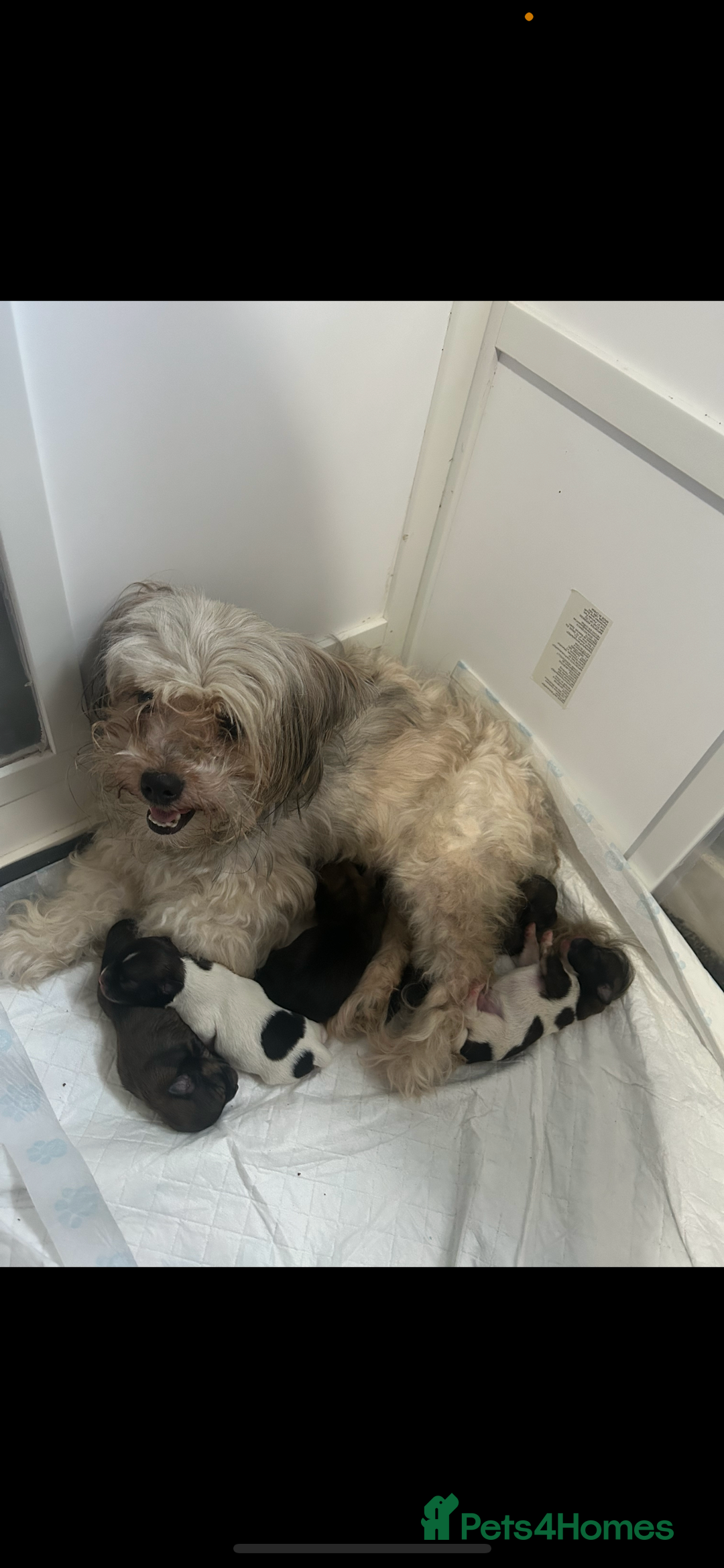 Chorkie dogs for sale: Outstanding chorkie puppies  - Image 11