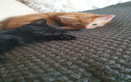 Mixed Breed cats for sale: Adorable kittens  - Image 7
