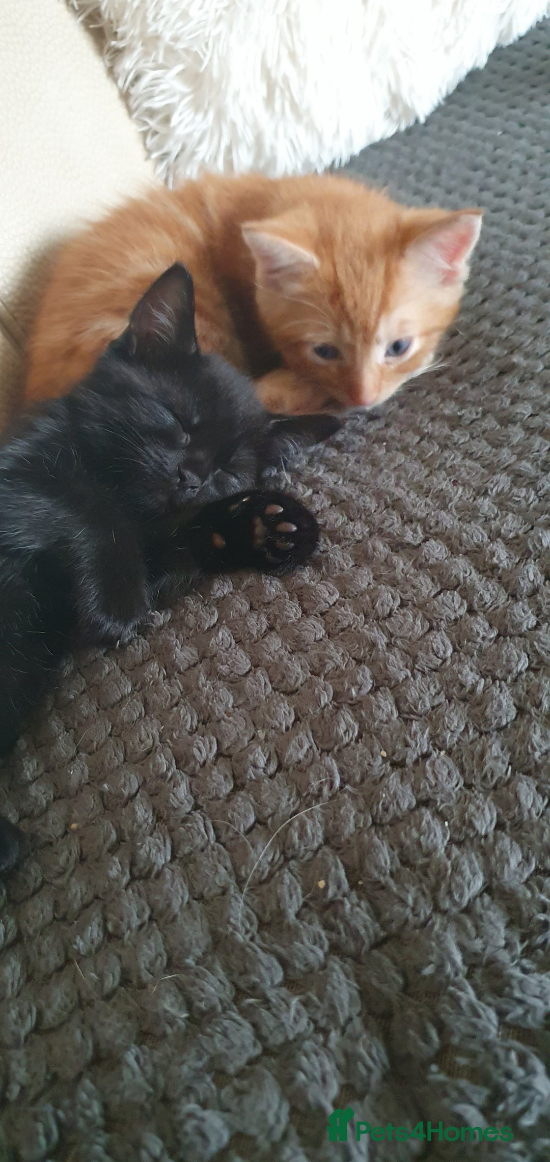 Mixed Breed cats for sale: Adorable kittens  - Image 7