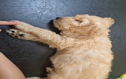 Cavapoo dogs for sale: Cavapoo Pup - Image 2
