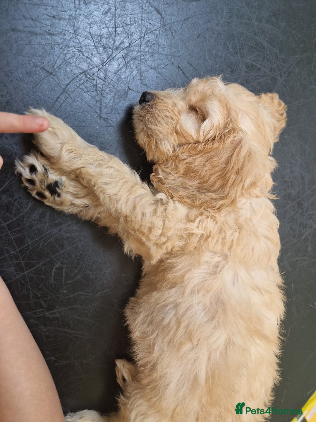 Cavapoo dogs for sale: Cavapoo Pup - Image 2