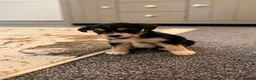 Chorkie dogs for sale: Tiny little boy for sale - Advert 4