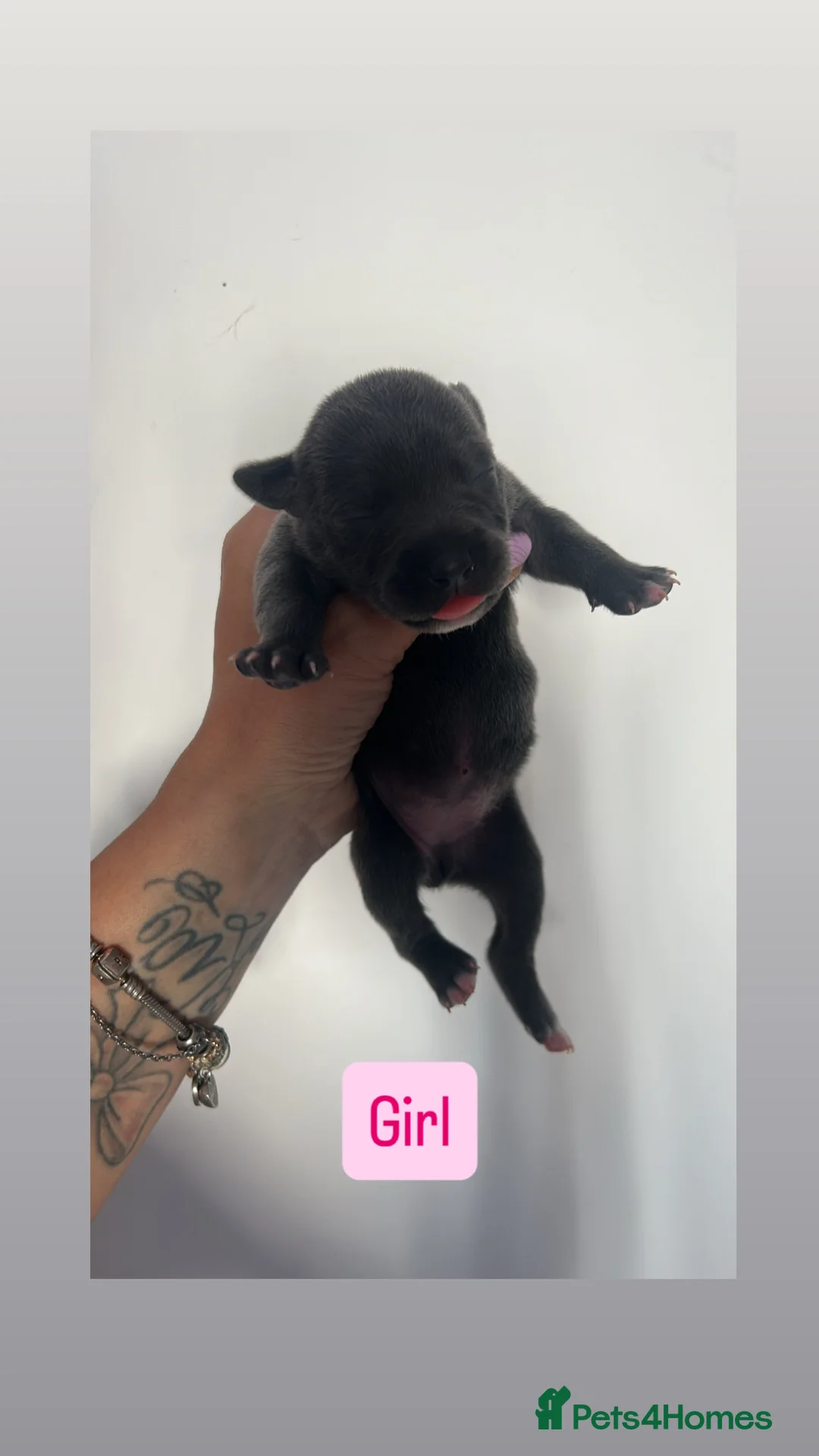 Staffordshire Bull Terrier dogs for sale: 5 beautiful girls and 2 stunning boy staffys.  in Reading - Advert 8