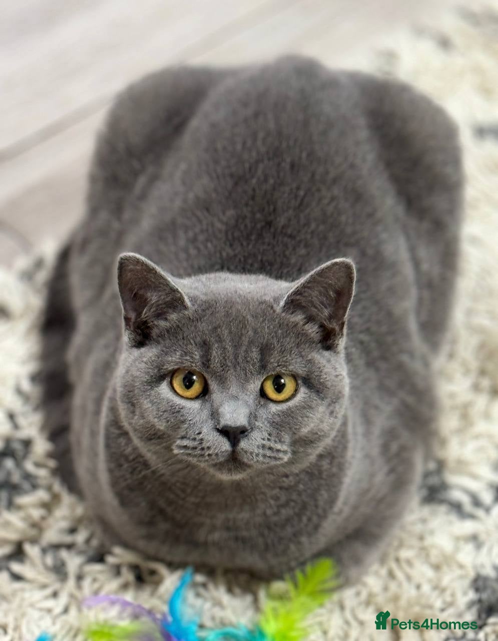British Shorthair cats Cat Louie Looking for a Loving New Home - Advert 2