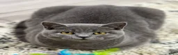 British Shorthair cats for sale: Cat Louie Looking for a Loving New Home - Advert 1