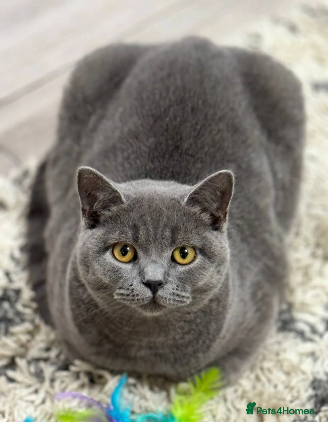 British Shorthair cats for sale: Cat Louie Looking for a Loving New Home - Advert 1