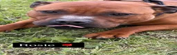 Staffordshire Bull Terrier dogs for sale: Two beautiful Staffordshire bull terriers for sale - Advert 4