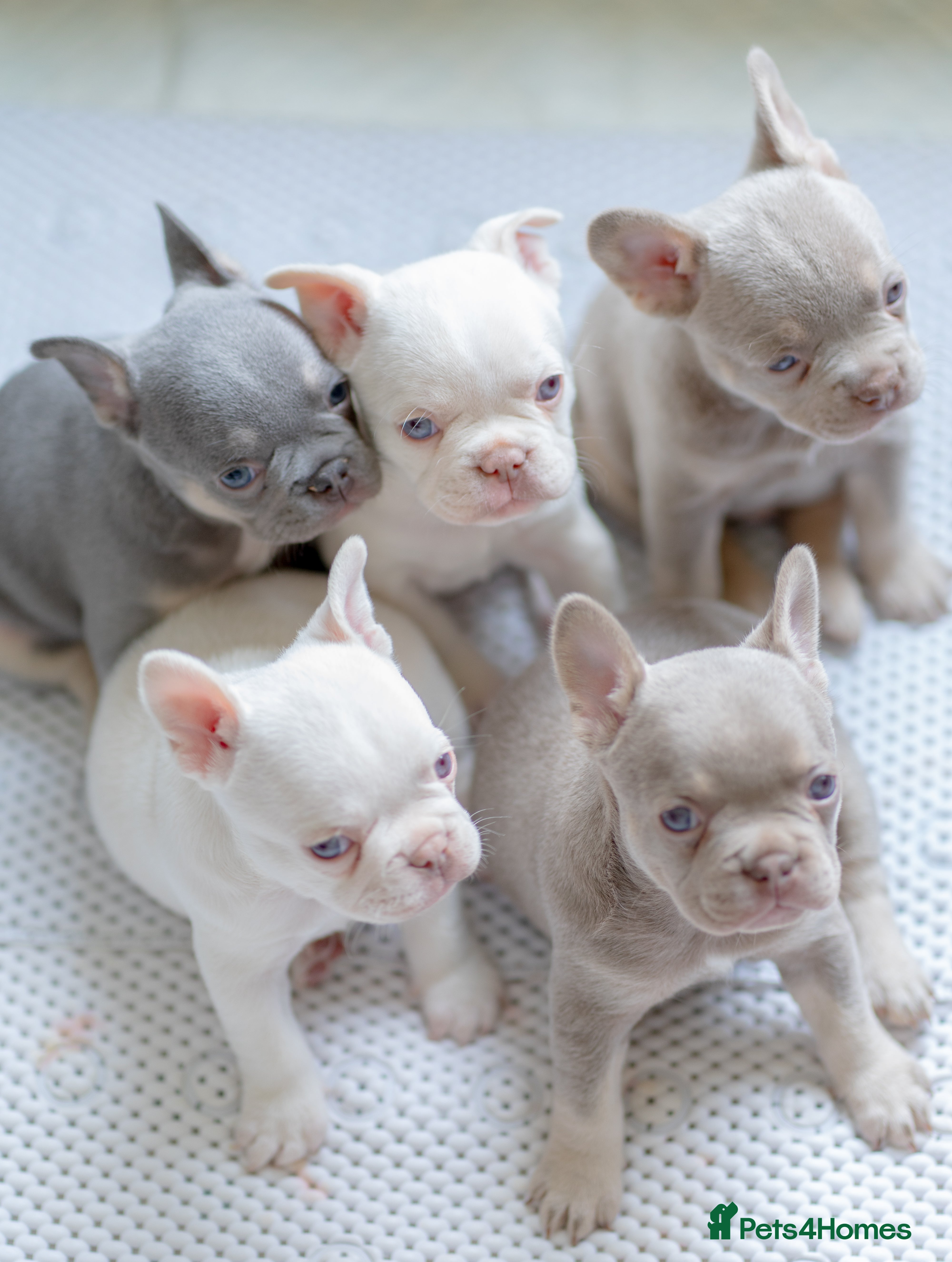 French Bulldog dogs KC registered new shade French Bulldog puppies - Advert 7