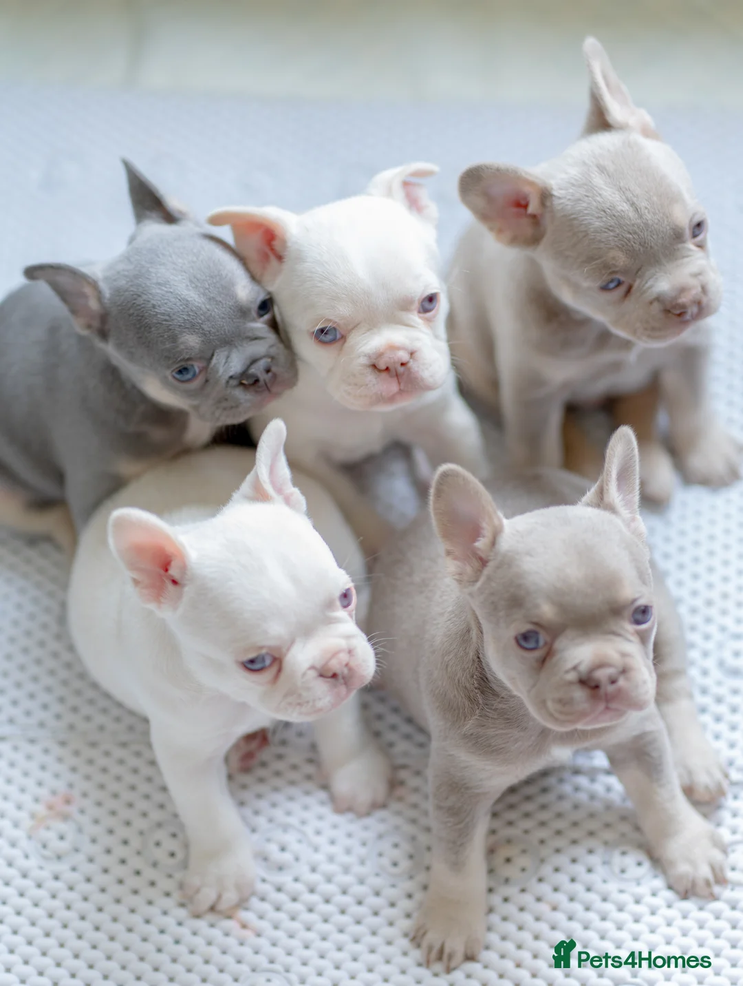 French Bulldog dogs for sale: KC registered new shade French Bulldog puppies - Advert 1