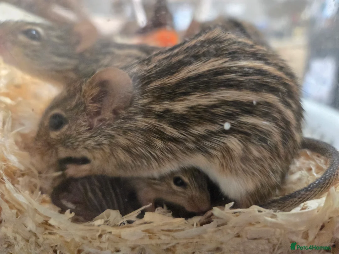Mouse rodents for sale: Zebra Mice ready to go - Advert 5