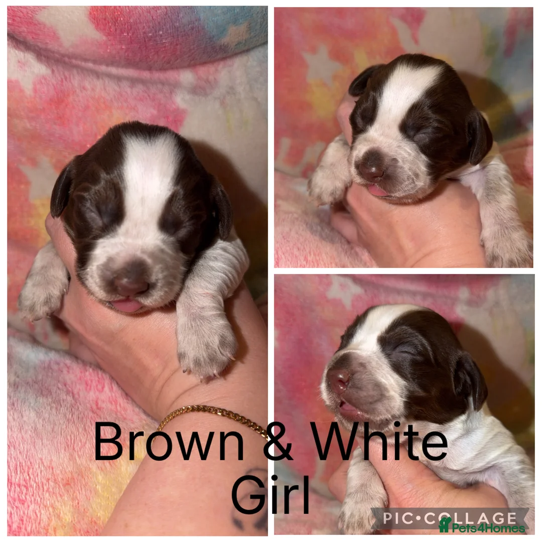 Cocker Spaniel dogs for sale: Cocker spaniel puppies  in Darlington - Advert 8