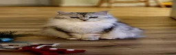 Maine Coon cats for sale: 💫💫Beautiful Maine Coon Kittens💫💫 - Advert 9