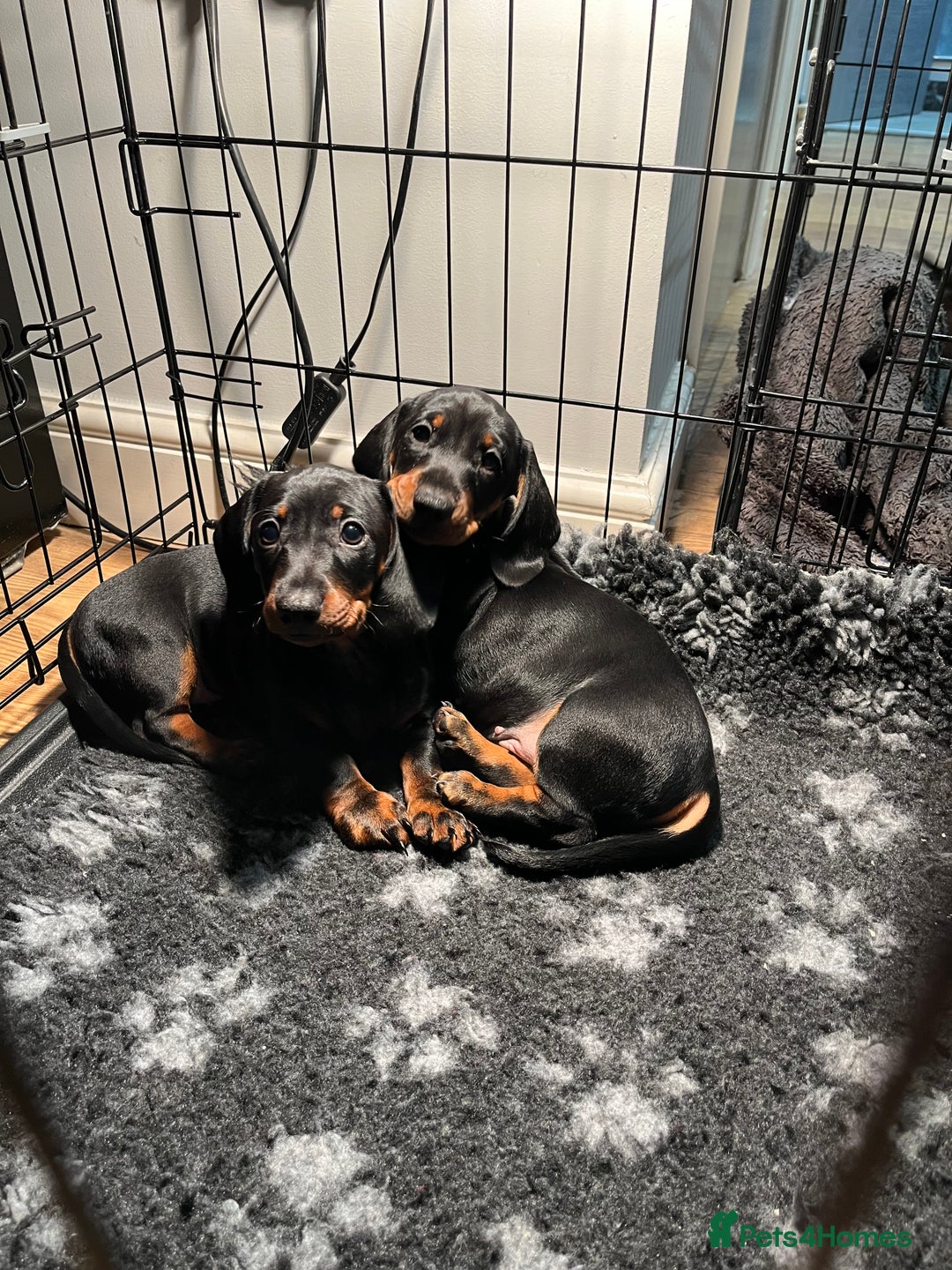 Dachshund dogs for sale: Dachshund puppies - Advert 11