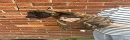 Cane Corso dogs for sale: Cane corso cross bully  - Advert 5