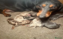 Dachshund dogs for sale: Miniature Dachshund Puppies - Advert 25