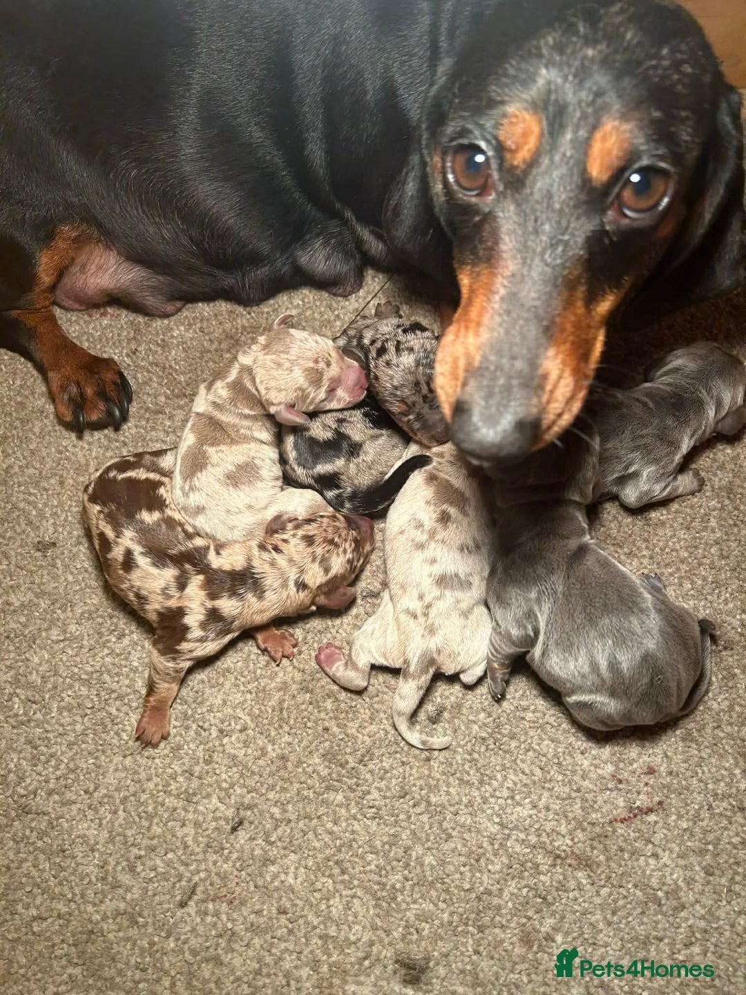 Dachshund dogs for sale: Miniature Dachshund Puppies - Advert 25