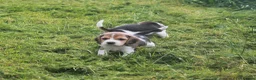 Beagle dogs for sale: READY NOW KENNEL CLUB REG BEAGLE PUPPIES - Advert 8
