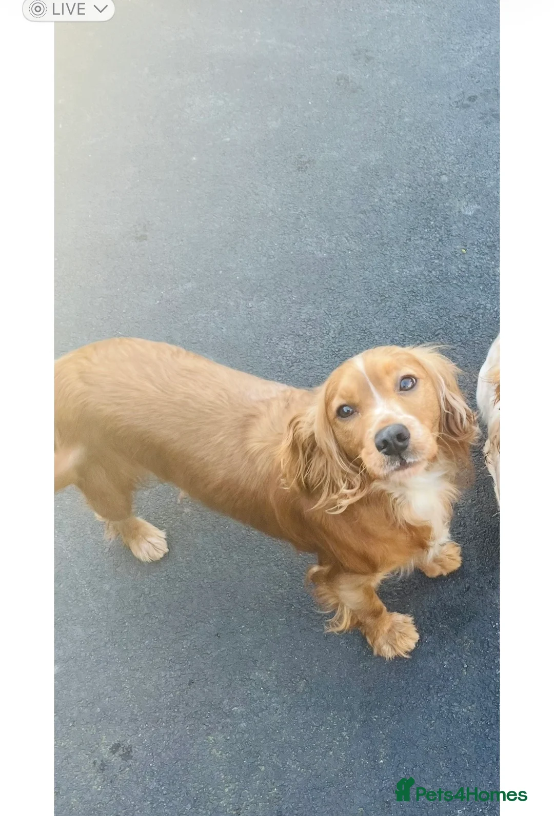 Cocker Spaniel dogs for sale: beautiful cocker spaniel for sale  - Advert 1