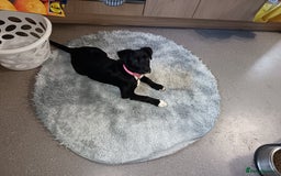 Mixed Breed dogs for sale: Aurora 5 month old German shepard cross - Image 2