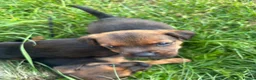 Patterdale Terrier dogs for sale: Patterdale puppies for sale - Advert 4