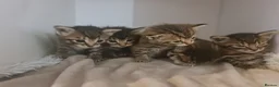 Mixed Breed cats for sale: 5 kittens for sale  - Advert 17