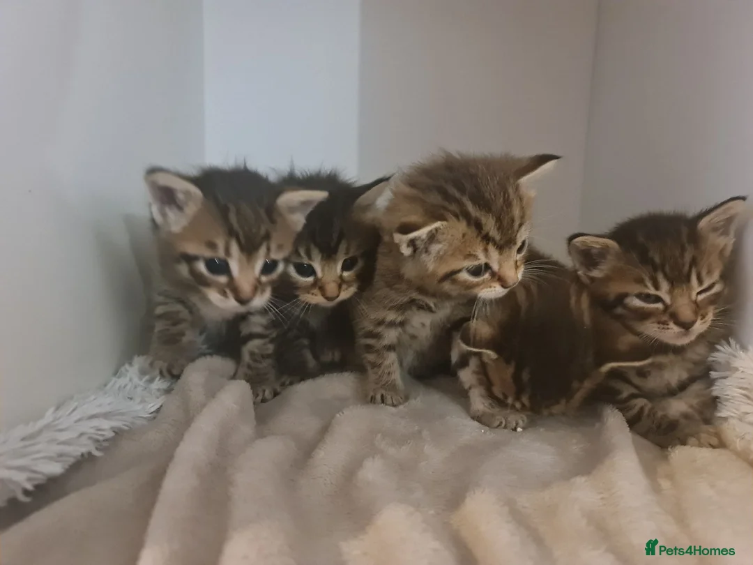 Mixed Breed cats for sale: 5 kittens for sale  - Advert 17
