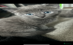 Russian Blue cats for sale: Russian blue kittens cross - Image 2