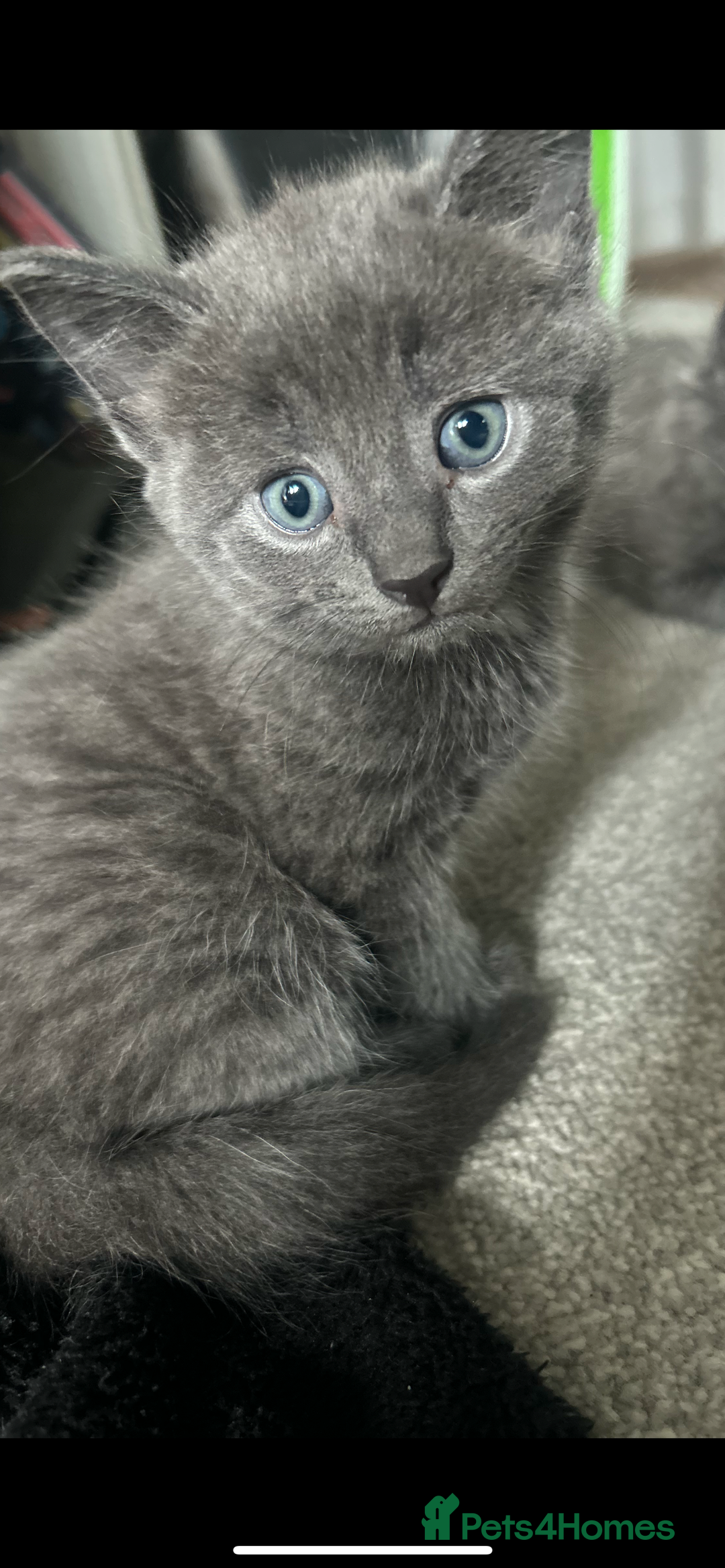 Russian Blue cats for sale: Russian blue kittens cross - Image 2