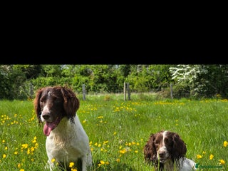 English Springer Spaniel dogs Kc springer dog available for stud. - Advert 11