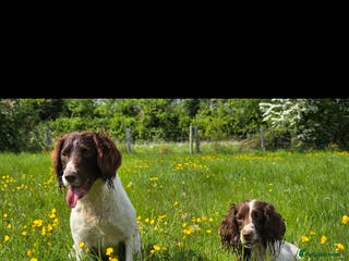 English Springer Spaniel dogs Kc springer dog available for stud. - Advert 11