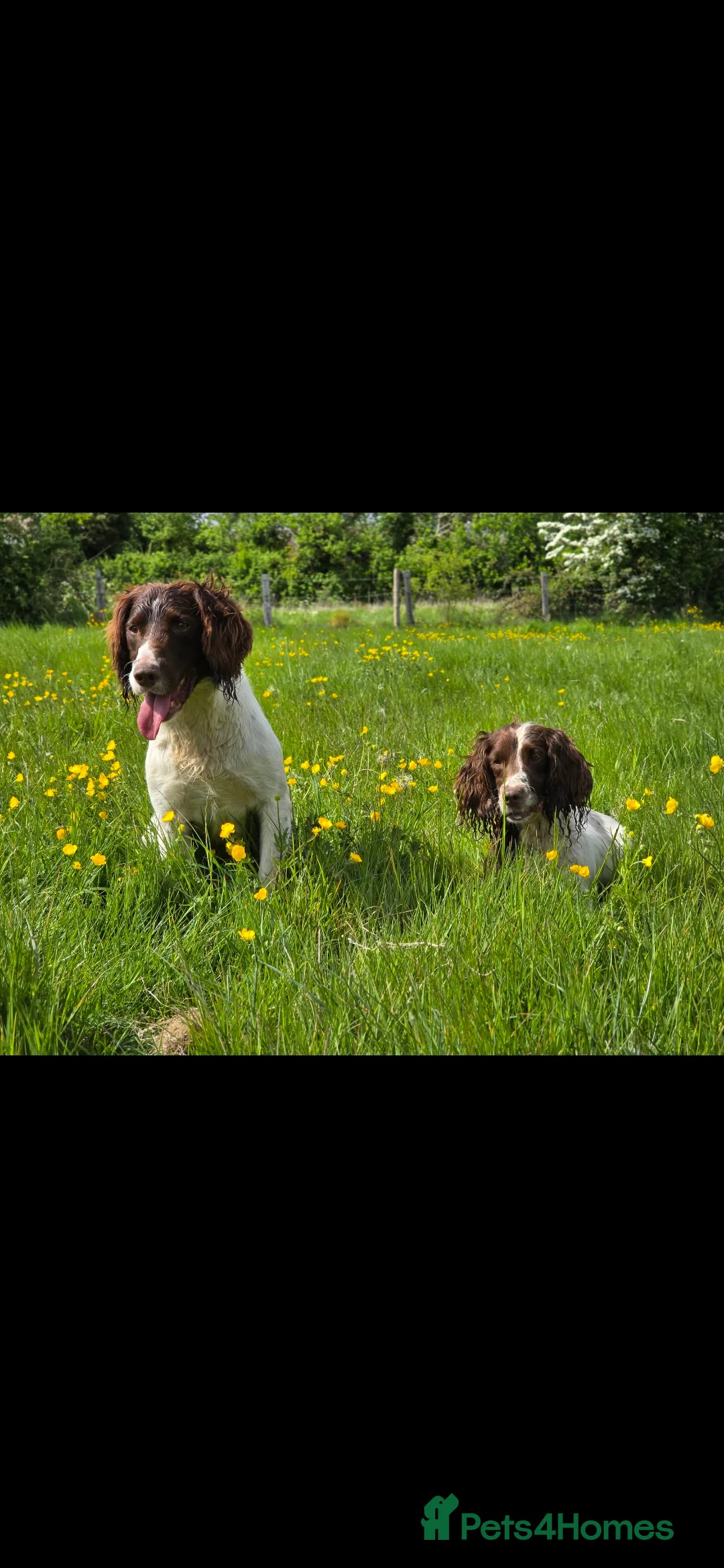 English Springer Spaniel dogs for stud: Kc springer dog available for stud.  - Advert 1